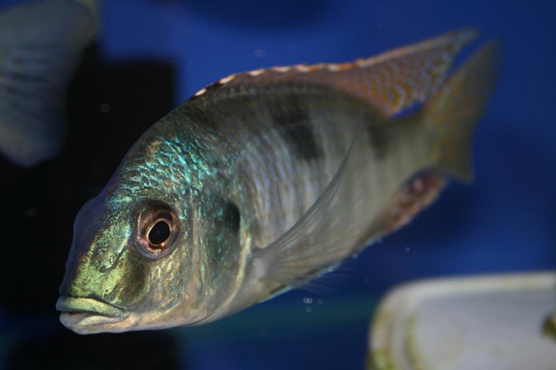 Trematocranus placodon